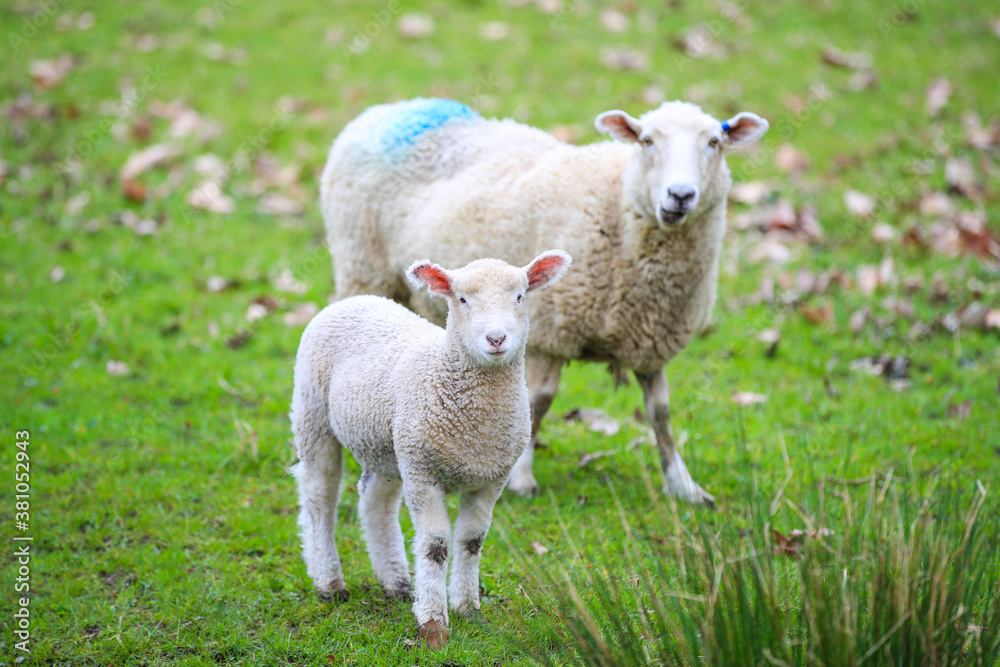 Sheep in the pasture, Wenderholm Regional Park, New Zealand
