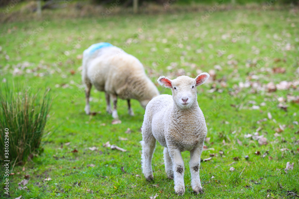 Sheep in the pasture, Wenderholm Regional Park, New Zealand
Sheep in the pasture, Wenderholm Regional Park, New Zealand