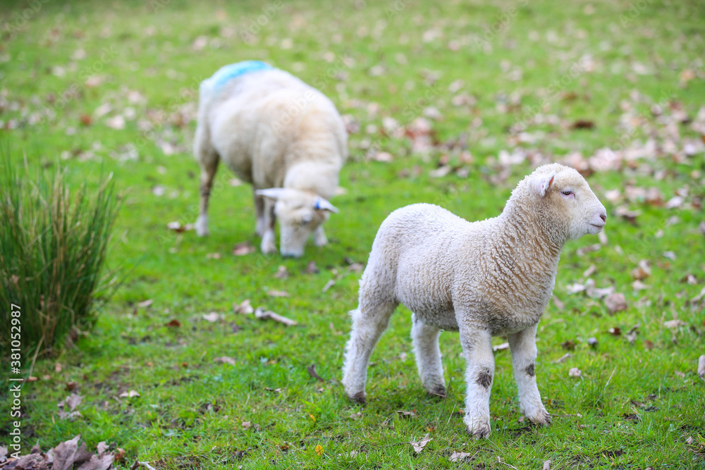 Sheep in the pasture, Wenderholm Regional Park, New Zealand
Sheep in the pasture, Wenderholm Regional Park, New Zealand