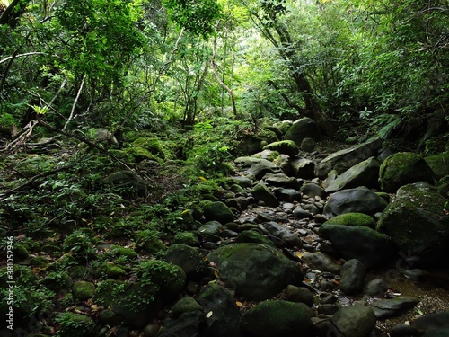 沖縄県･西表島のジャングル