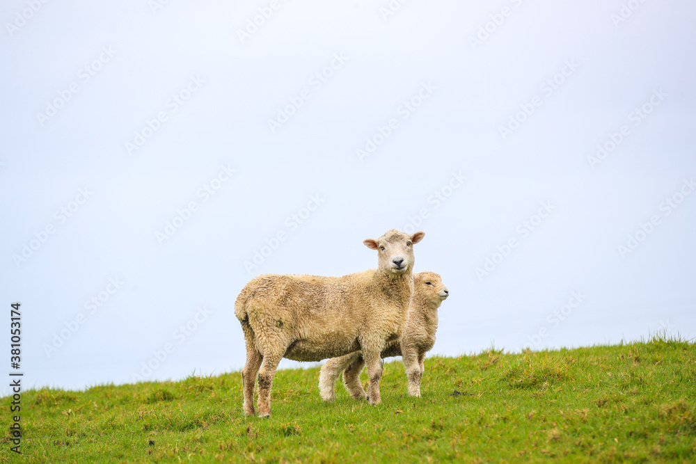 Sheep in the pasture, Tawharanu, New Zealand Sheep in the pasture, Tawharanu, New Zealand