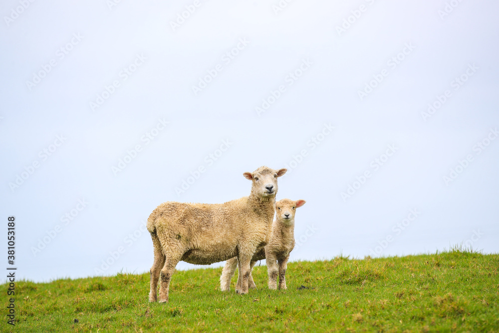 Obraz premium Sheep in the pasture, Tawharanu, New Zealand