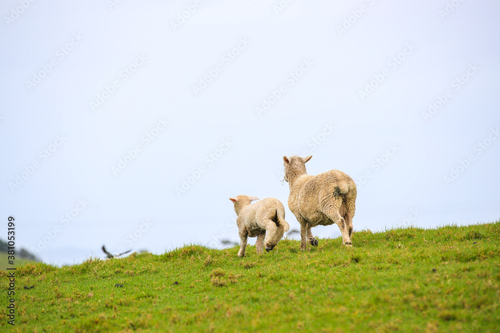 Sheep in the pasture, Tawharanu, New Zealand Sheep in the pasture, Tawharanu, New Zealand