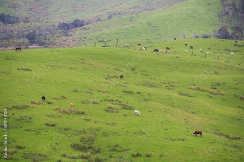 Sheep in the pasture, Tawharanu, New Zealand