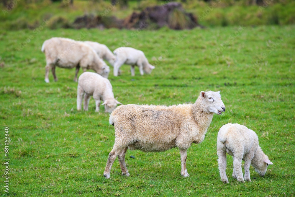 Sheep in the pasture, Tawharanui Regional Park, New Zealand Sheep in the pasture, Tawharanui Regional Park, New Zealand