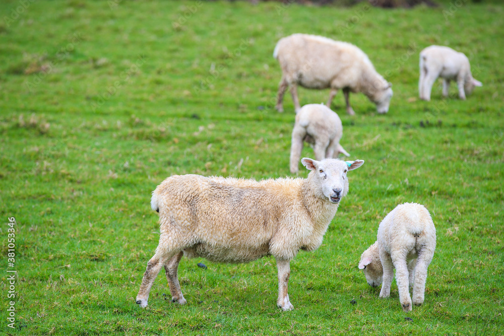 Sheep in the pasture, Tawharanui Regional Park, New Zealand Sheep in the pasture, Tawharanui Regional Park, New Zealand