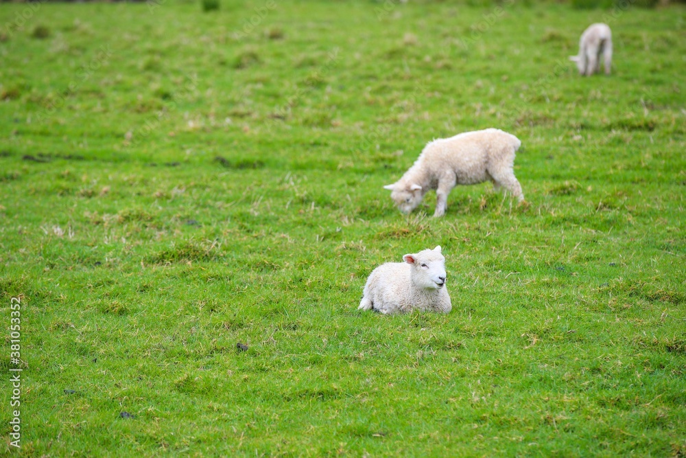 Sheep in the pasture, Tawharanui Regional Park, New Zealand Sheep in the pasture, Tawharanui Regional Park, New Zealand