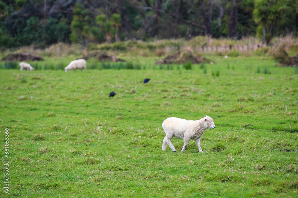 Sheep in the pasture, Tawharanui Regional Park, New Zealand Sheep in the pasture, Tawharanui Regional Park, New Zealand