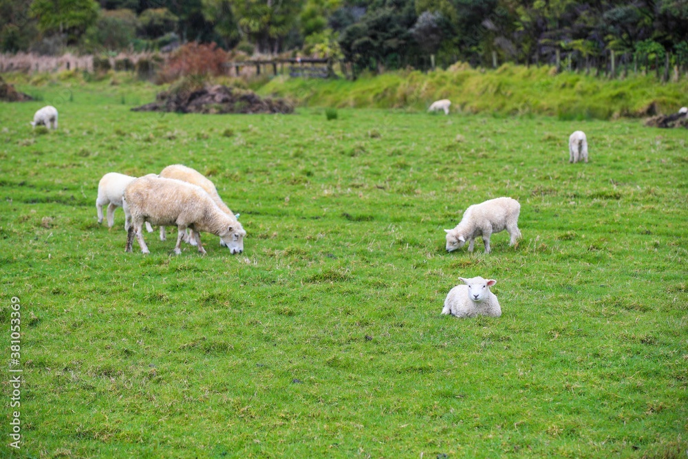 Sheep in the pasture, Tawharanui Regional Park, New Zealand Sheep in the pasture, Tawharanui Regional Park, New Zealand