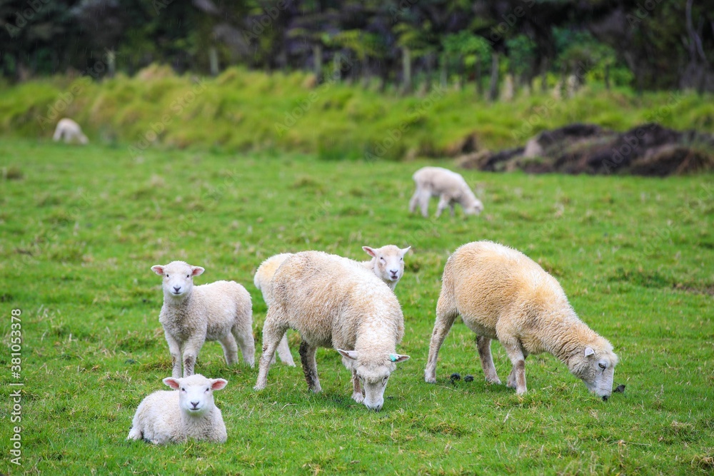 Sheep in the pasture, Tawharanui Regional Park, New Zealand Sheep in the pasture, Tawharanui Regional Park, New Zealand