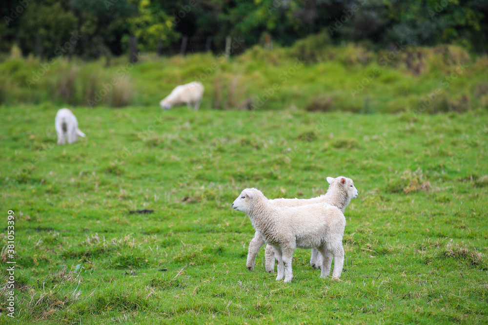 Sheep in the pasture, Tawharanui Regional Park, New Zealand Sheep in the pasture, Tawharanui Regional Park, New Zealand
