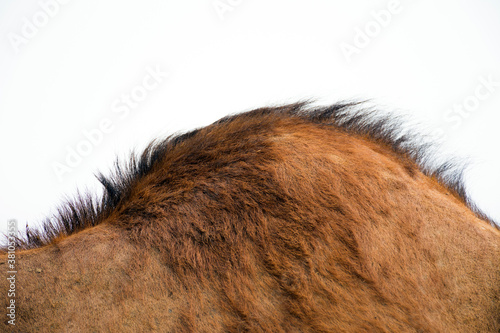 Camels close up body shot