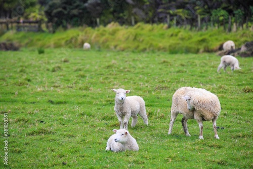 Sheep in the pasture, Tawharanui Regional Park, New Zealand