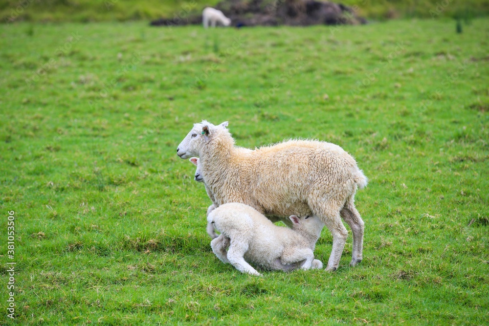 Sheep in the pasture, Tawharanui Regional Park, New Zealand Sheep in the pasture, Tawharanui Regional Park, New Zealand