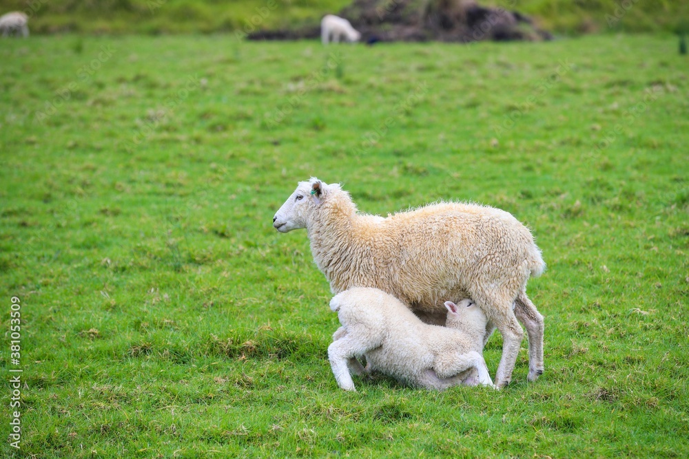 Sheep in the pasture, Tawharanui Regional Park, New Zealand Sheep in the pasture, Tawharanui Regional Park, New Zealand