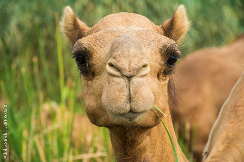 Fototapeta premium Camels