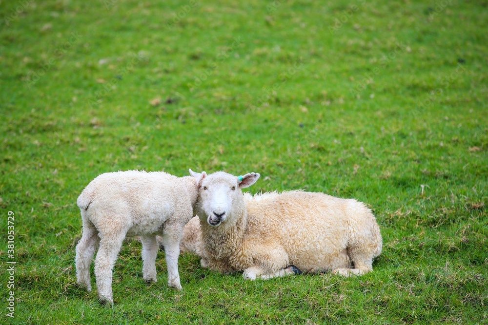 Fototapeta premium Sheep in the pasture, Tawharanui Regional Park, New Zealand