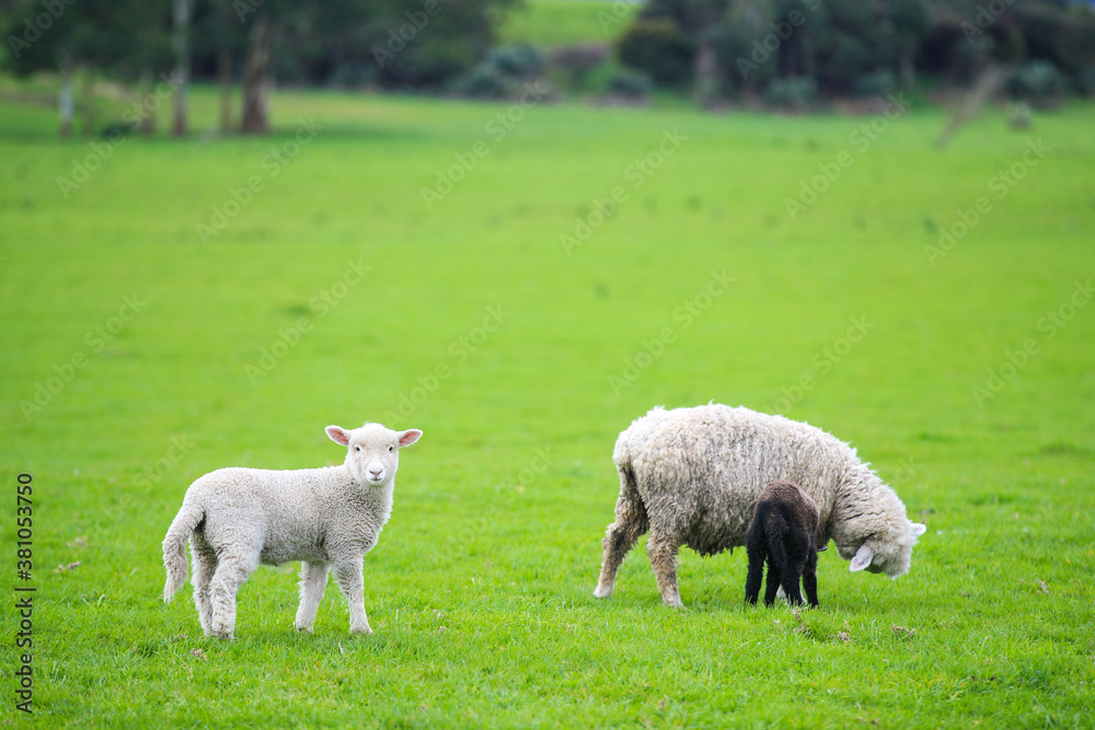 Sheep in the pasture, Gibbs Farm, Makarau, New Zealand
Sheep in the pasture, Gibbs Farm, Makarau, New Zealand