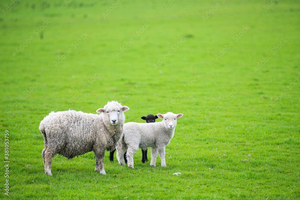 Sheep in the pasture, Gibbs Farm, Makarau, New Zealand
Sheep in the pasture, Gibbs Farm, Makarau, New Zealand