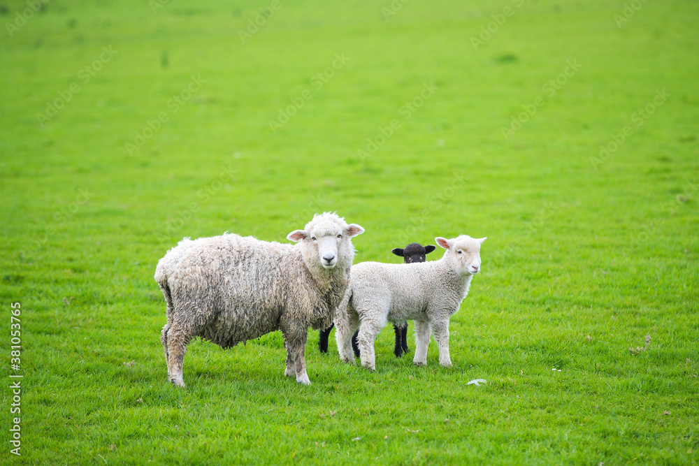Sheep in the pasture, Gibbs Farm, Makarau, New Zealand
Sheep in the pasture, Gibbs Farm, Makarau, New Zealand