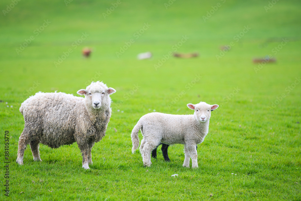 Sheep in the pasture, Gibbs Farm, Makarau, New Zealand
Sheep in the pasture, Gibbs Farm, Makarau, New Zealand