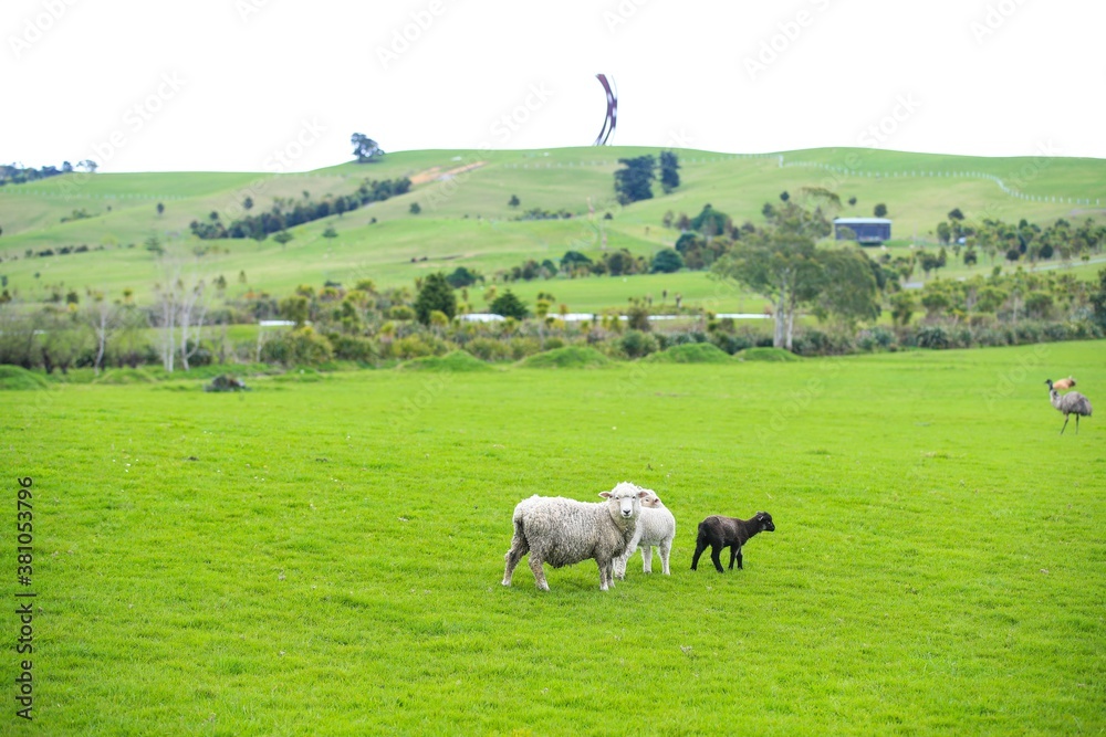 Fototapeta premium Sheep in the pasture, Gibbs Farm, Makarau, New Zealand 