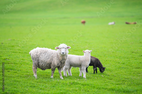 Sheep in the pasture, Gibbs Farm, Makarau, New Zealand 