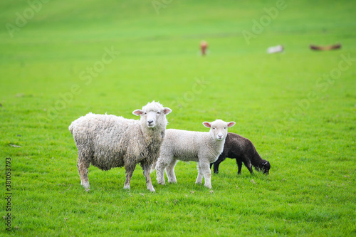 Sheep in the pasture, Gibbs Farm, Makarau, New Zealand 