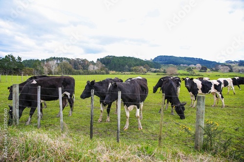 Cow in the pasture, North island, New Zealand 