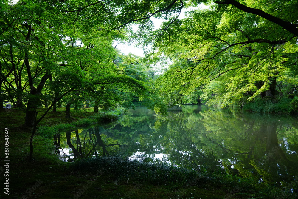 京都府立植物園　池と新緑