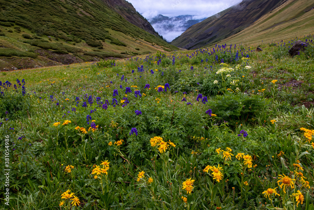Obraz premium Maggie Gulch Wildflowers And Mountain Fog