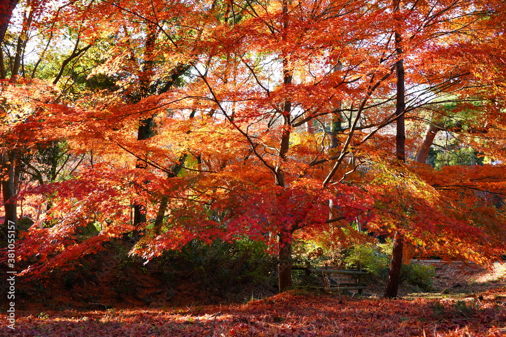 神戸市　再度公園の紅葉