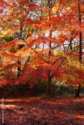 神戸市 再度公園の紅葉