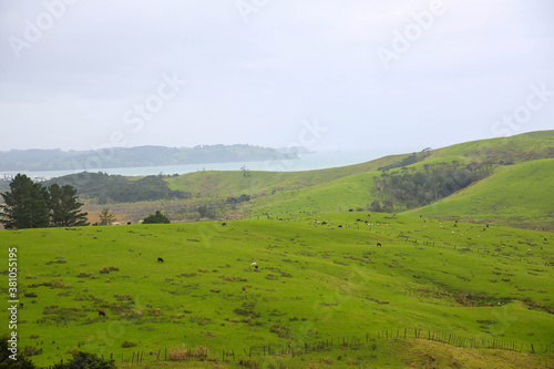 Sheep in the pasture, Tawharanui, New Zealand