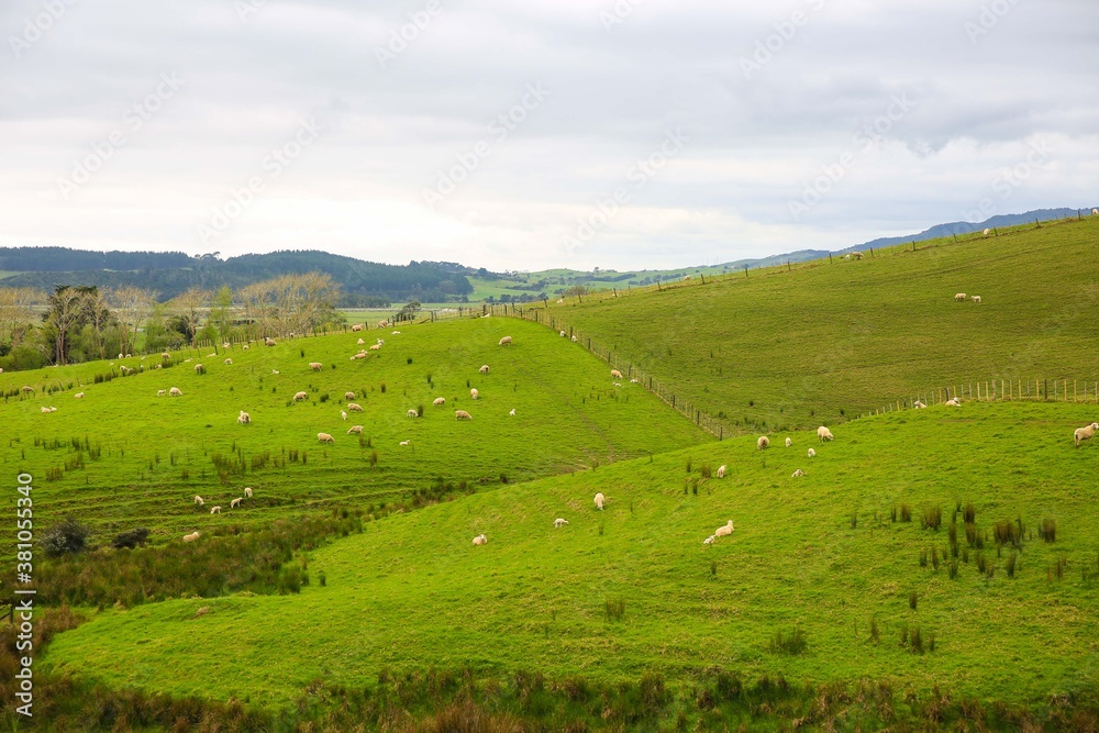 Sheep in the pasture, Makarau, New Zealand