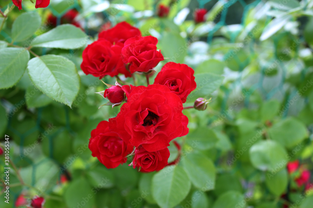 red rose in nature background .