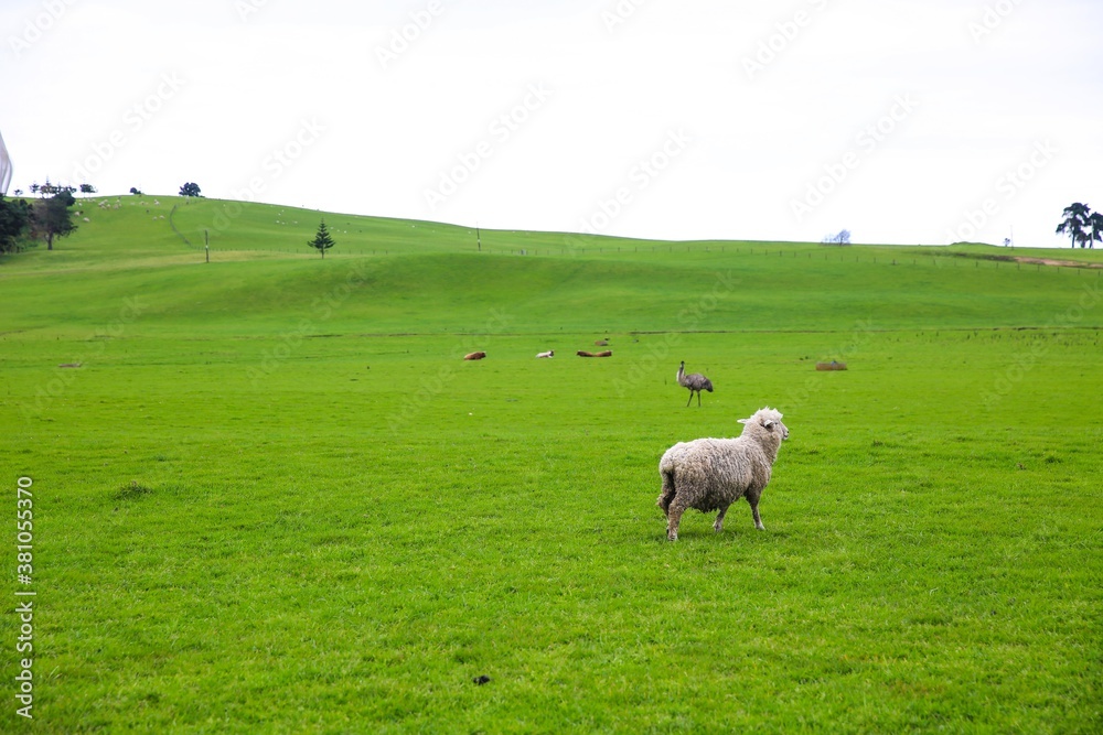 Sheep in the pasture, Gibbs Farm, Makarau, New Zealand