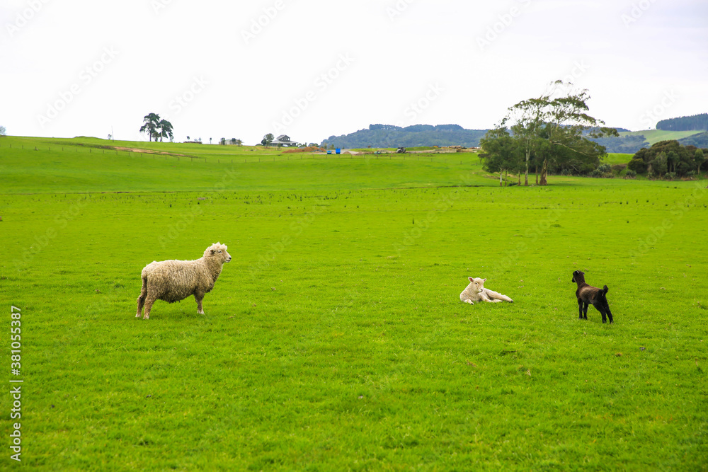 Sheep in the pasture, Gibbs Farm, Makarau, New Zealand