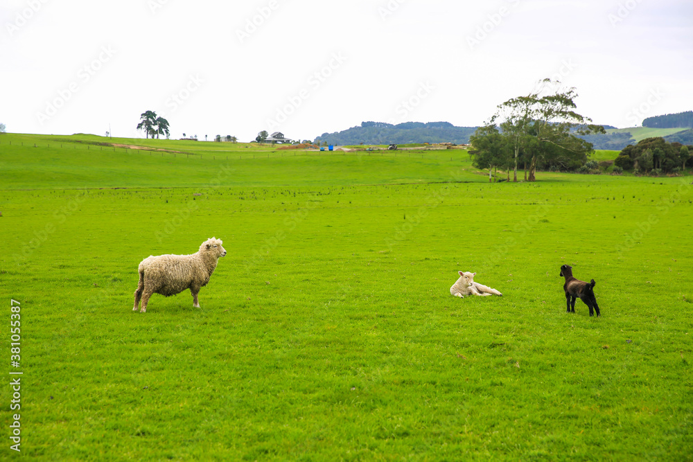 Sheep in the pasture, Gibbs Farm, Makarau, New Zealand Sheep in the pasture, Gibbs Farm, Makarau, New Zealand