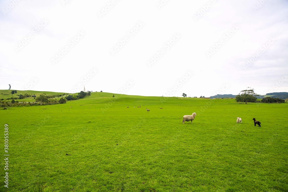 Sheep in the pasture, Gibbs Farm, Makarau, New Zealand Sheep in the pasture, Gibbs Farm, Makarau, New Zealand