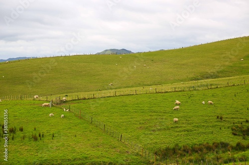 Sheep in the pasture, Makarau, New Zealand