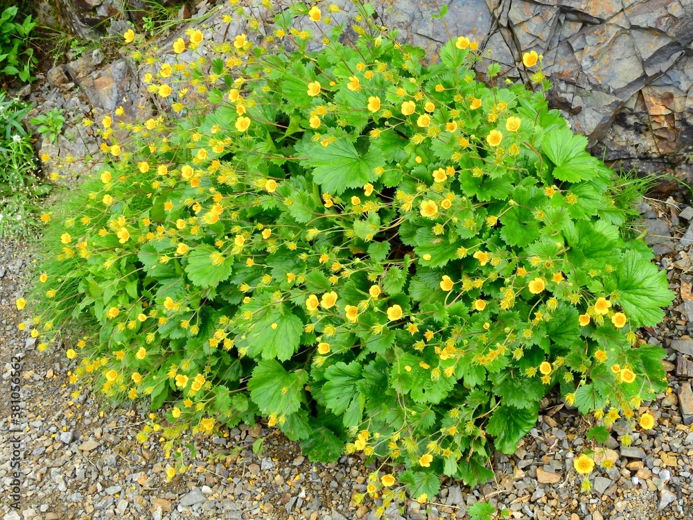 Fototapeta premium 高山植物･ミヤマダイコンソウ