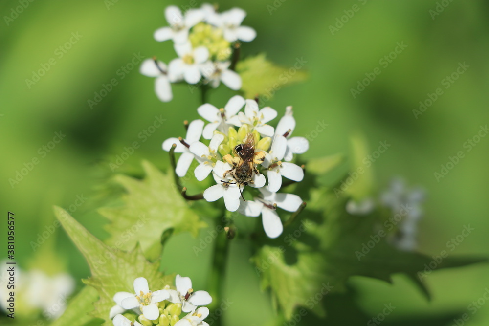 Bee on a white flower with green background Bee on a white flower with green background
