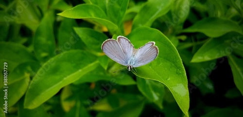 buttterfly