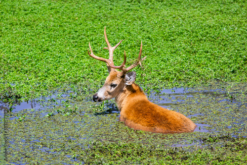 Blastocerus dichotomus, Marsh Deer, in Ibera National Park, Corrientes, Argentina