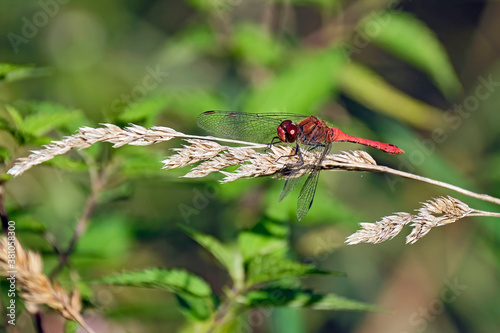 Blutrote Heidelibelle ( Sympetrum sanguineum ). photo