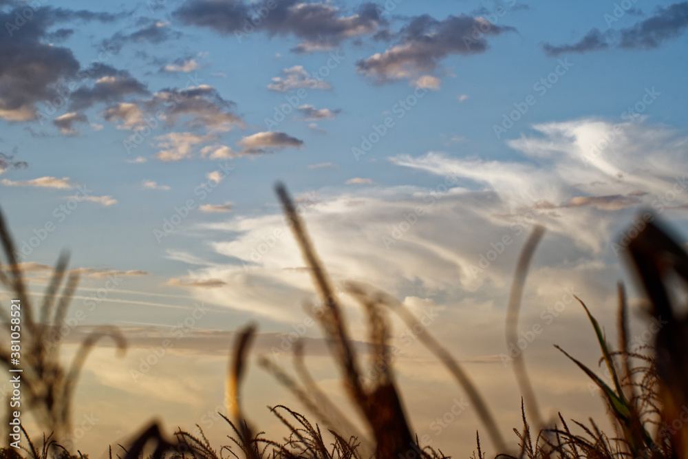Obraz premium Clouds floating over the corn field.
