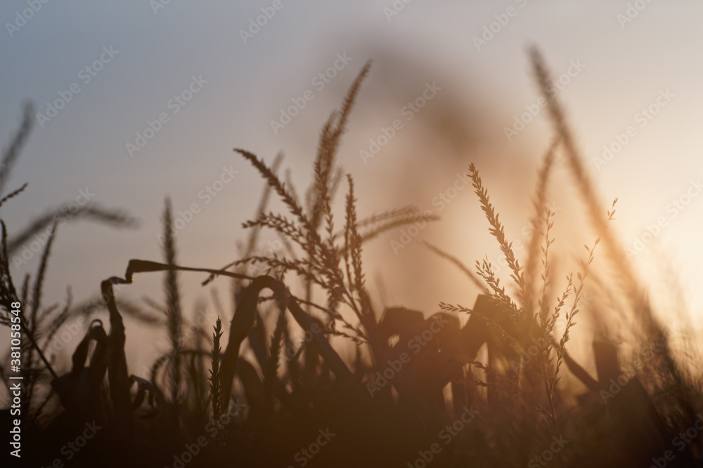 Fototapeta premium Sunset behind a corn field.