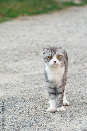 Cute gray cat on a village road.