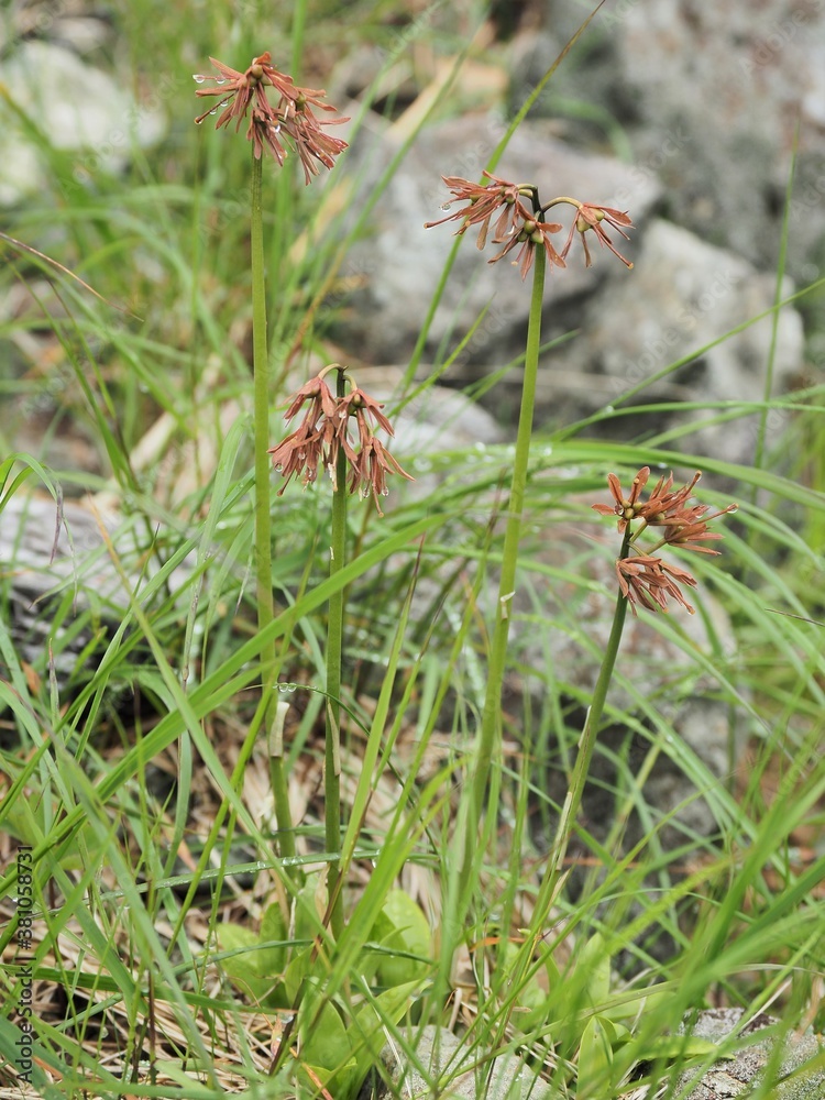 高山植物・ショウジョウバカマ 高山植物・ショウジョウバカマ